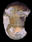 Isotelus gigas